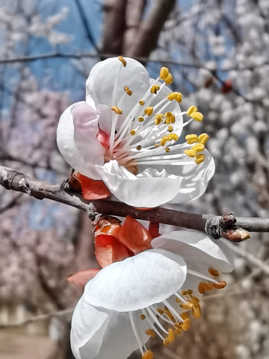 最美春天景色的图片春天的景色图片春天的景色自然风景图片春天的图片