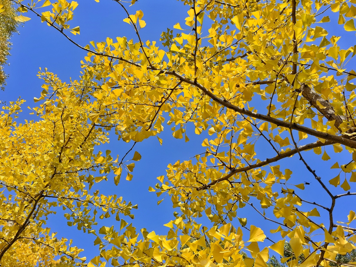秋日的银杏叶一片一片金黄金黄的银杏叶随风飘曳像一把把美丽的小扇子