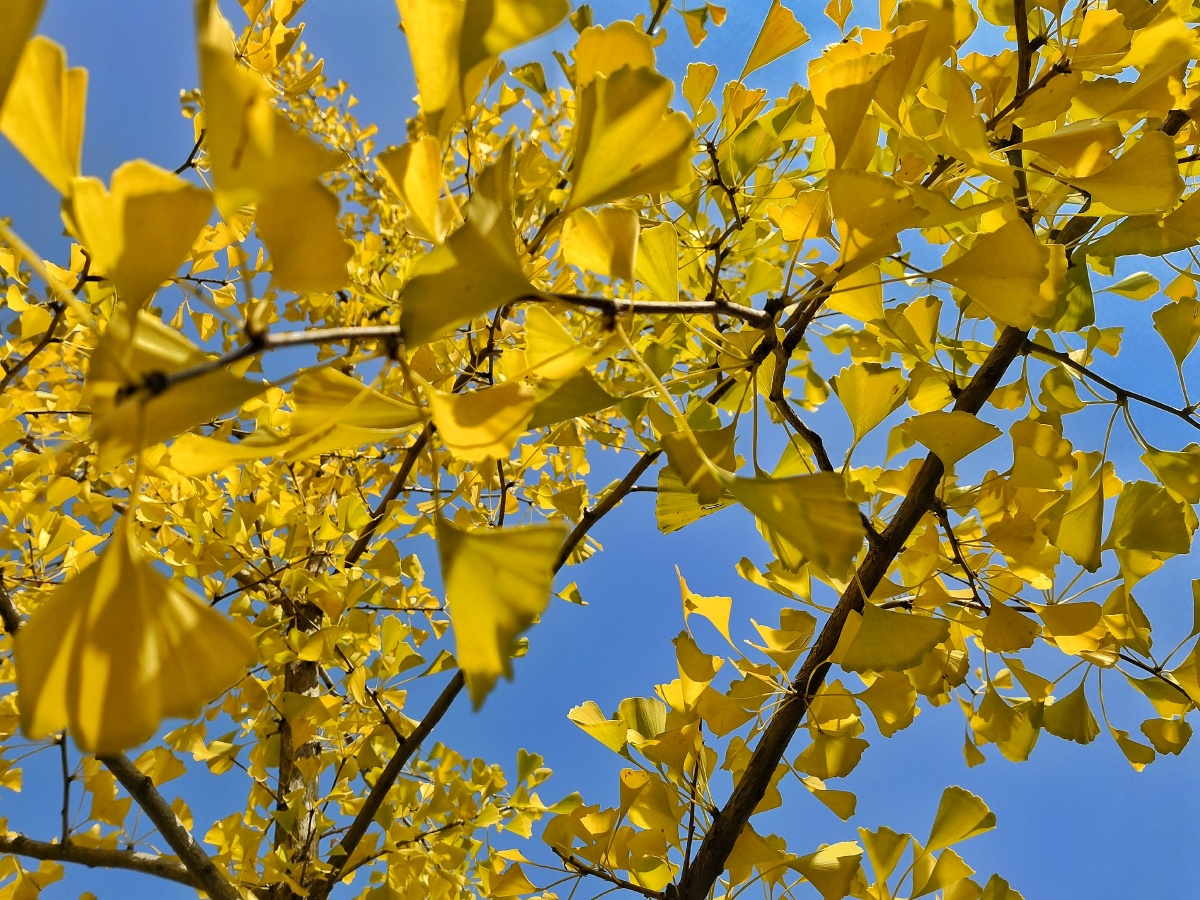 秋日的银杏叶一片一片金黄金黄的银杏叶随风飘曳像一把把美丽的小扇子