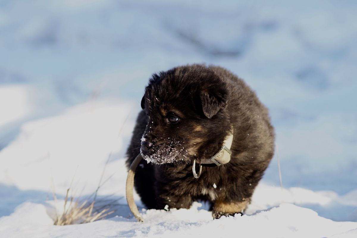 俄罗斯西伯利亚布里亚特蒙古国的牧羊犬出生40天的小狗宝宝生活在零下