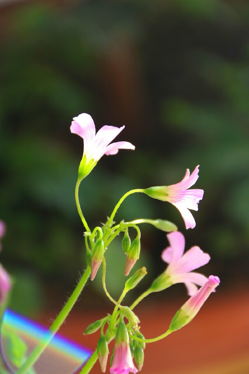 清新脱俗的三叶草花