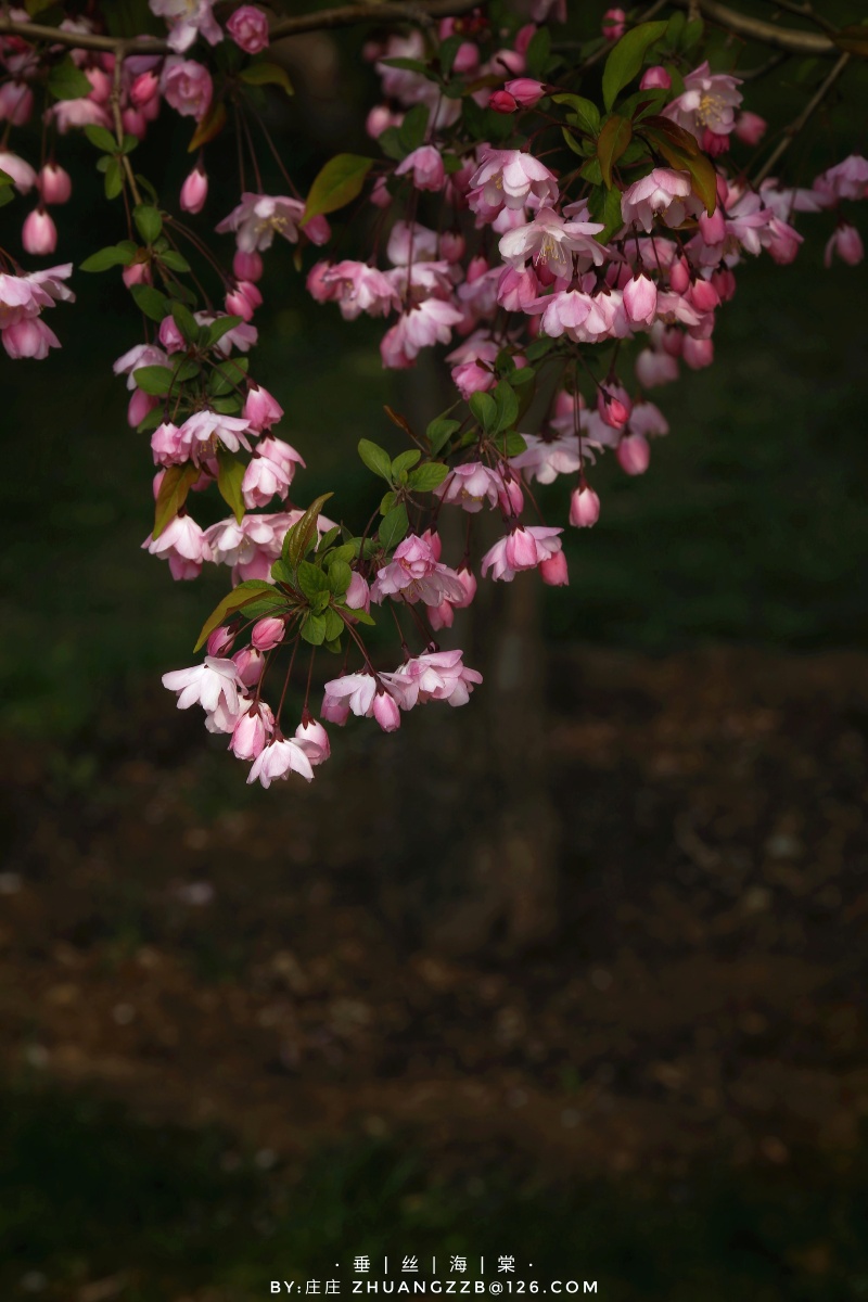 花园支花瓣樱桃木叶子种粮树花卉#海棠垂丝海棠【垂丝海棠】庄正关注