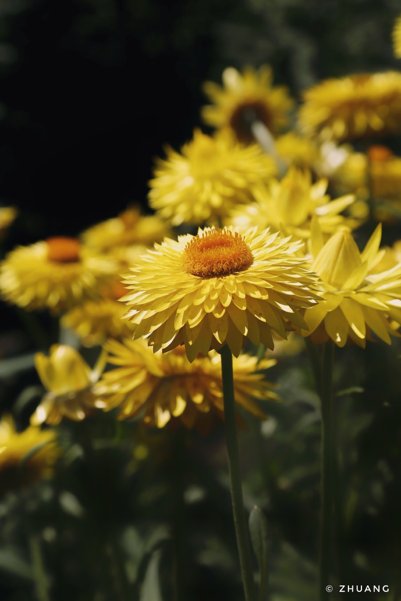 【"格兰菲亚金色"麦秆菊】