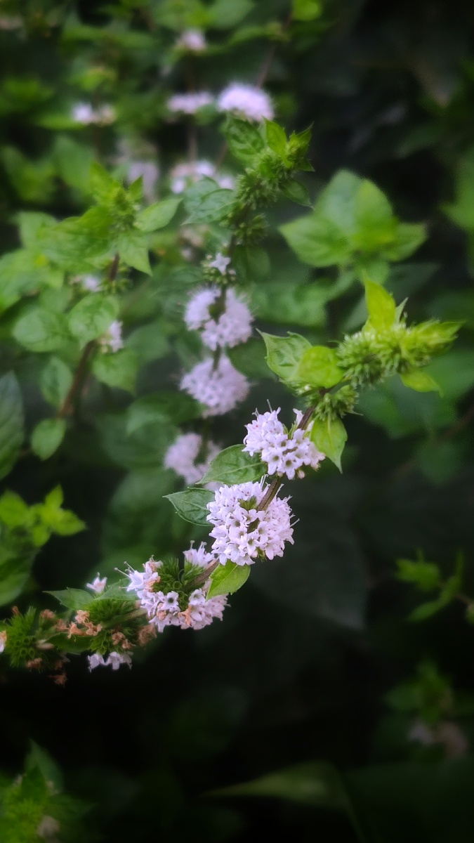 山路风来草木香雨余凉意到胡床定风波山路风来草木香宋辛弃疾