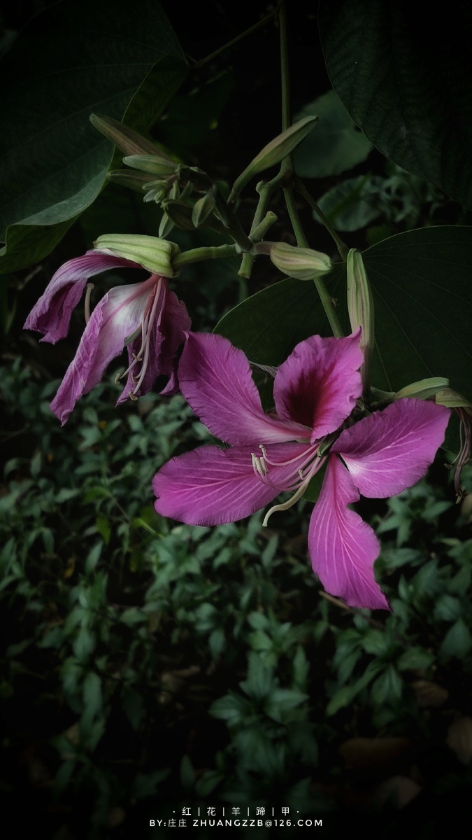 摄影圈子花绽放植物叶子花园花瓣颜色花的夏季明亮红花羊蹄甲庄正关注