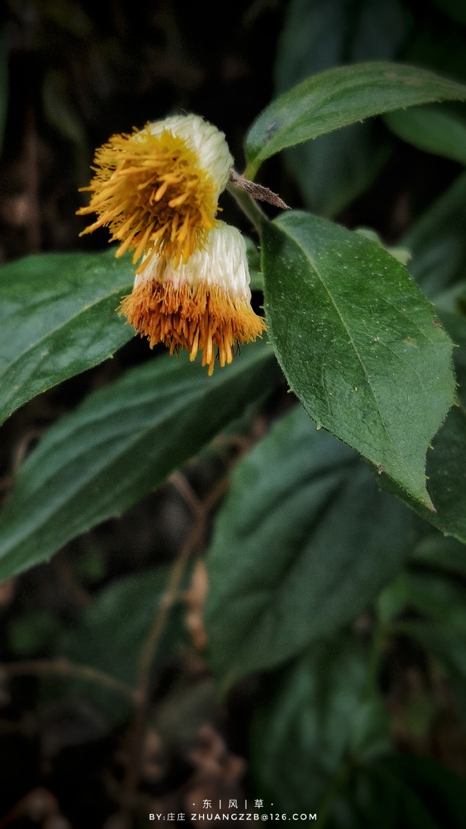 东风草虽然长得不像菊花但实打实的菊科植物一味中草药