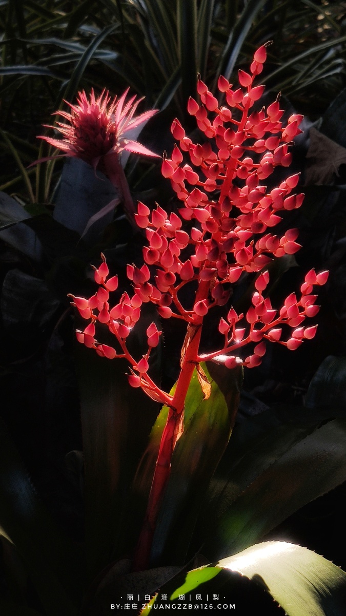 李白珊瑚凤梨