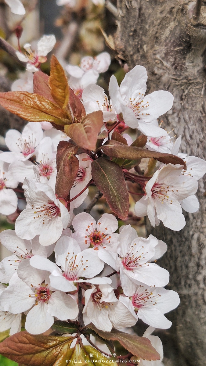 唯美樱桃木支植物季节苹果叶子花瓣花园#紫叶李【紫叶李】庄正关注