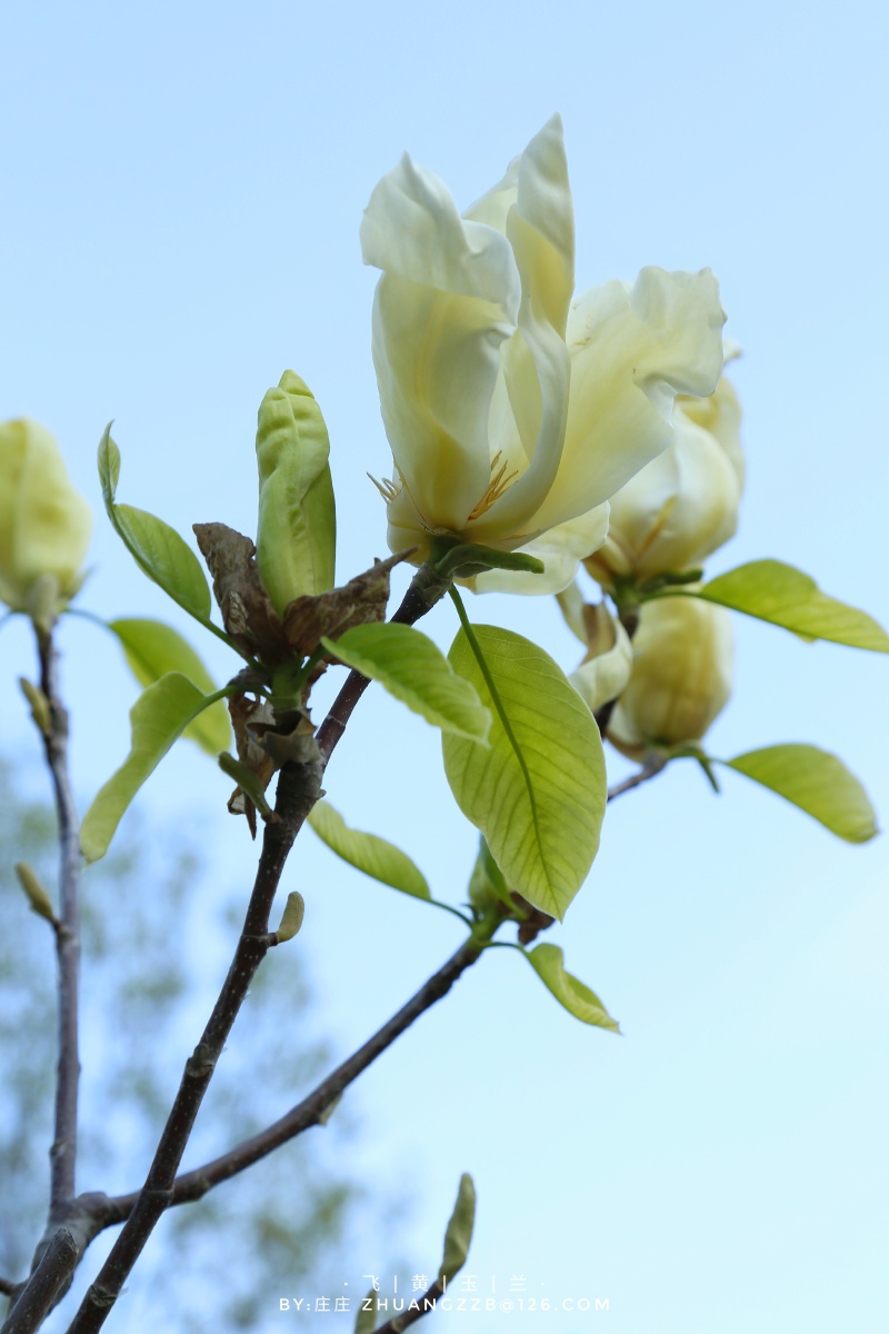 【飞黄玉兰】