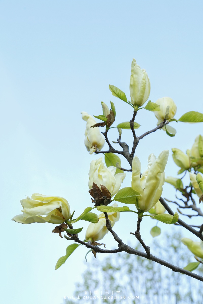 【飞黄玉兰】