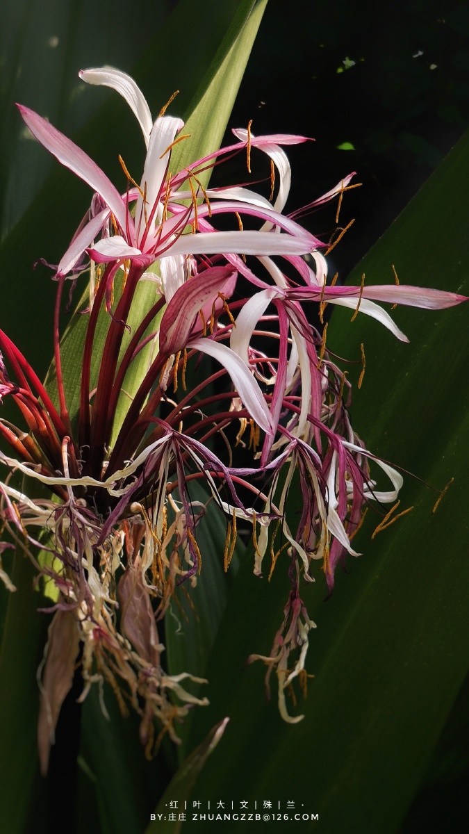 红叶大文殊兰