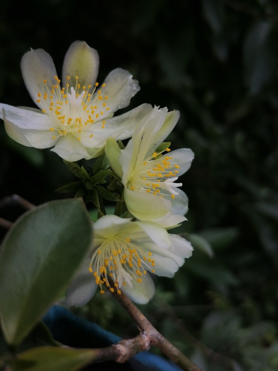 难得一见的小仙女终于开花了朴实无华晶莹剔透仙气缭绕