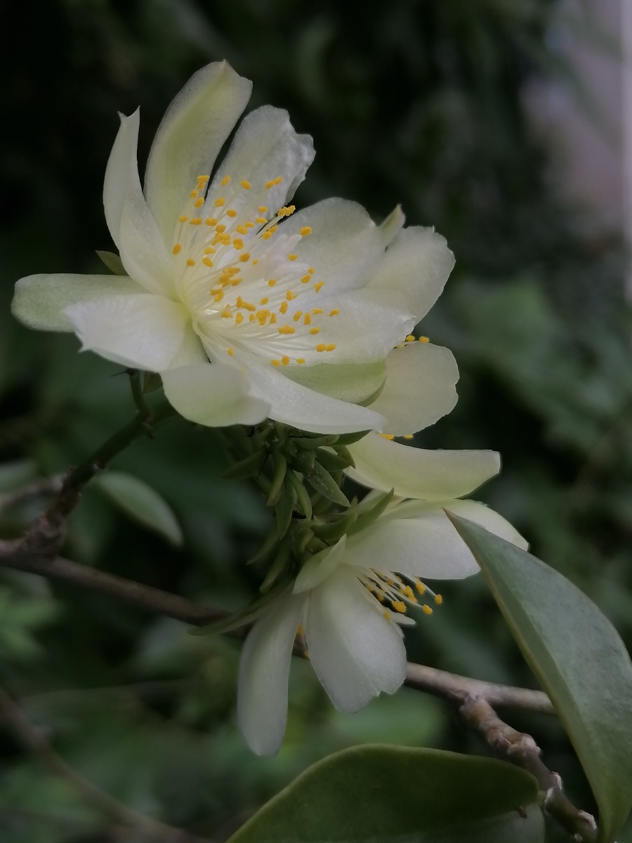 难得一见的小仙女终于开花了朴实无华晶莹剔透仙气缭绕