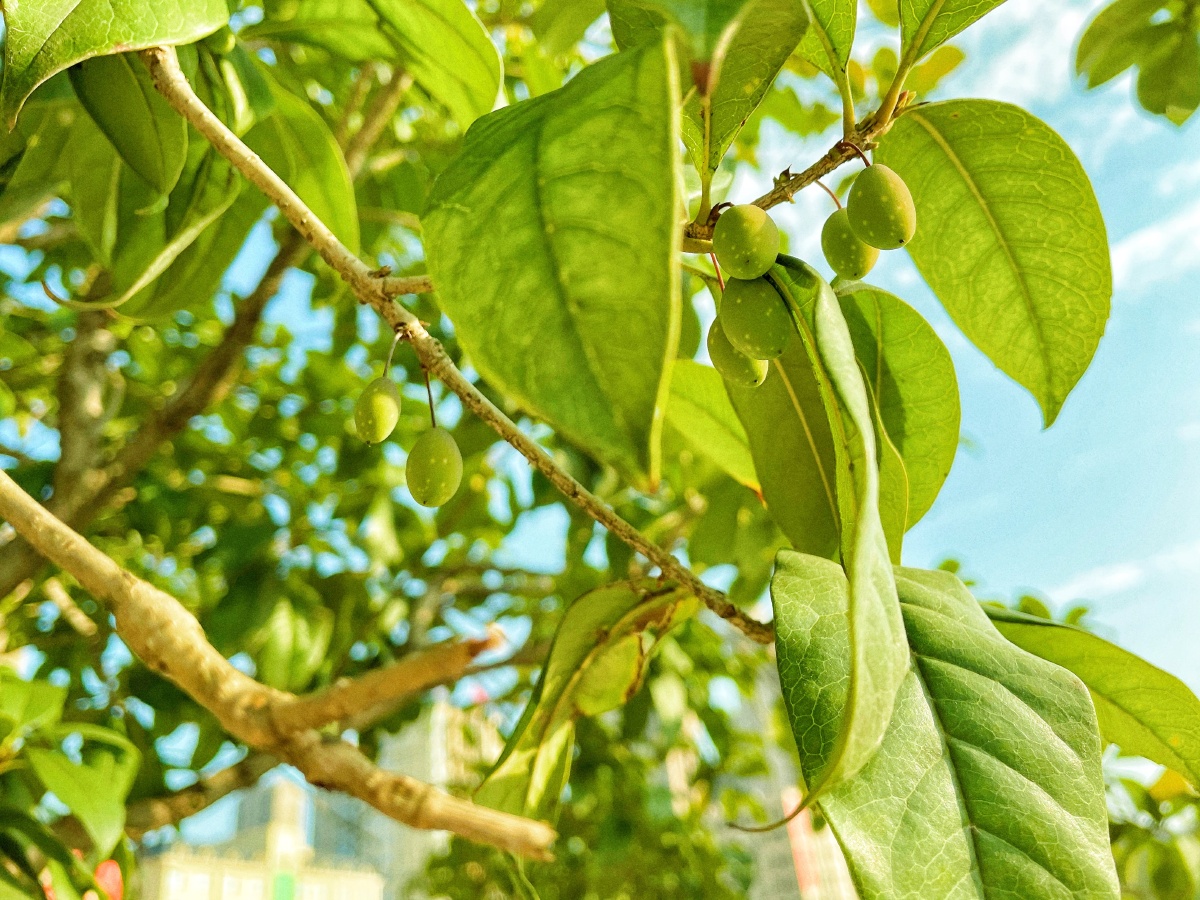 初春的桂花树上结着圆圆的果实翠翠绿绿