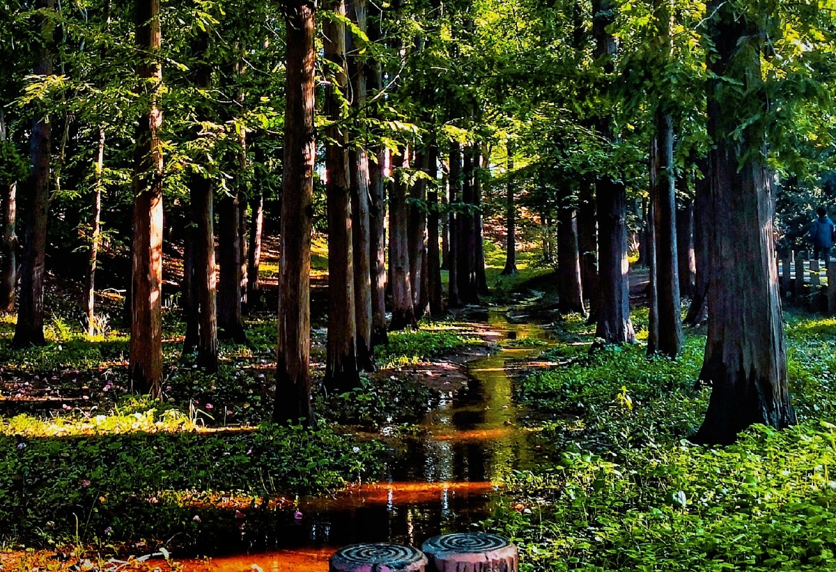 山谷的幽静拍摄于青岛中山公园