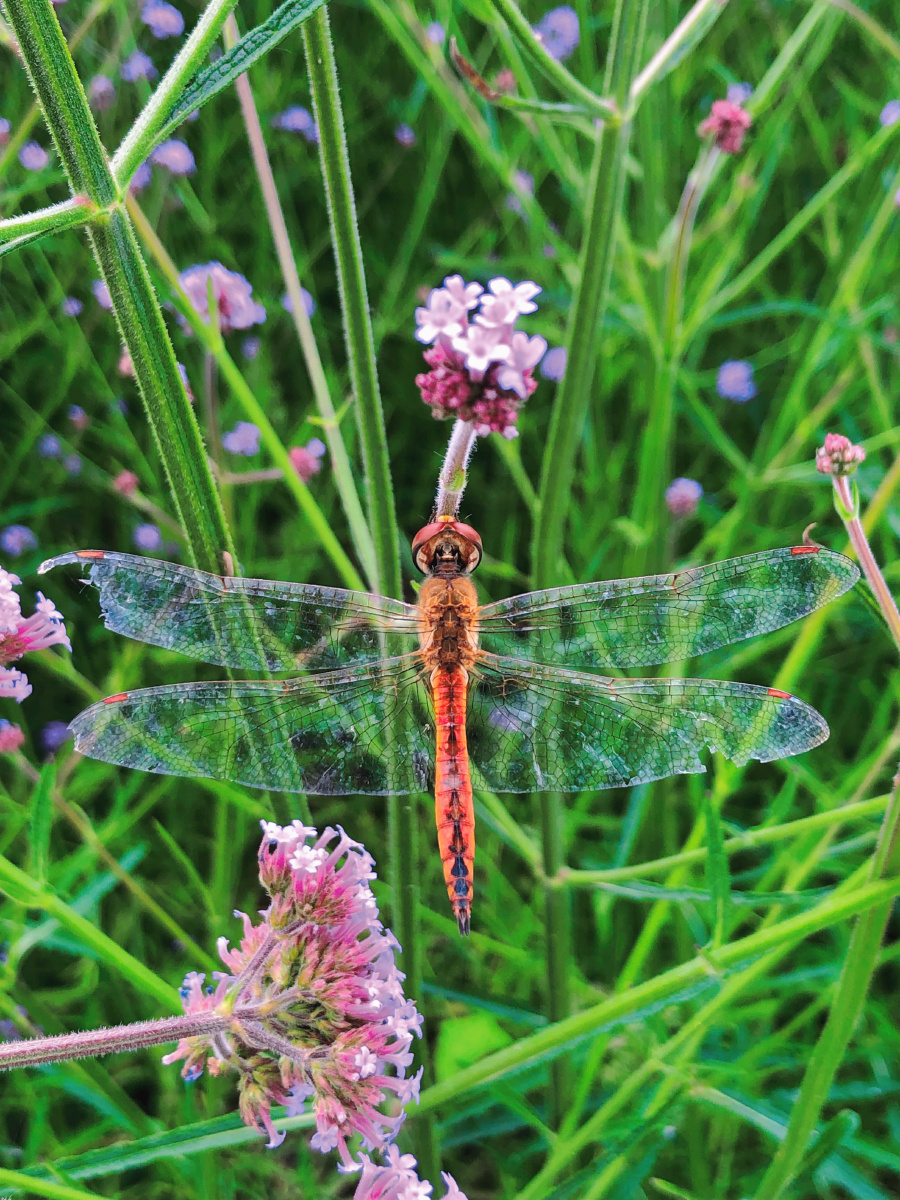 马鞭草与残翅蜻蜓