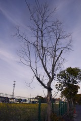 977250