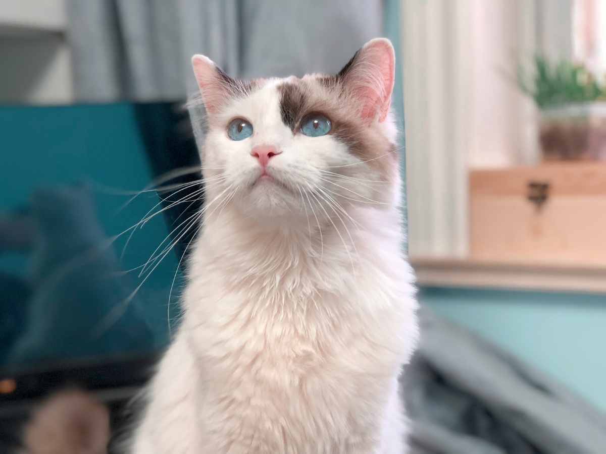 爱猫哈皮的日常