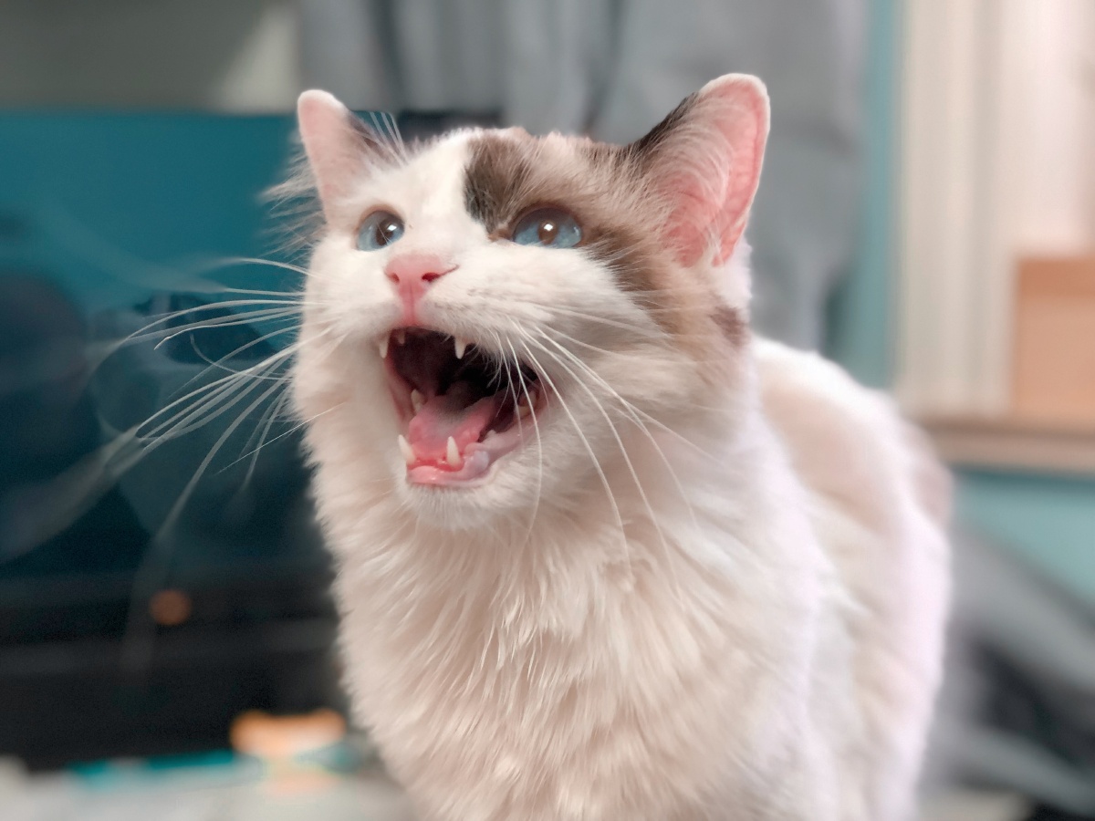 爱猫哈皮的日常