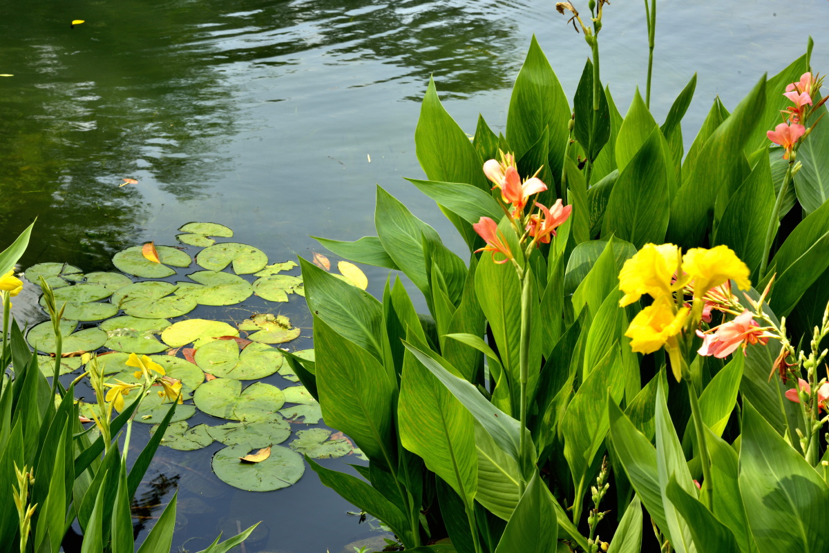 四月的海口水澈枝绿花正艳