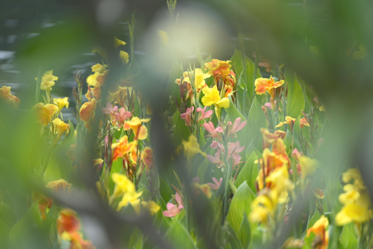 四月的海口水澈枝绿花正艳