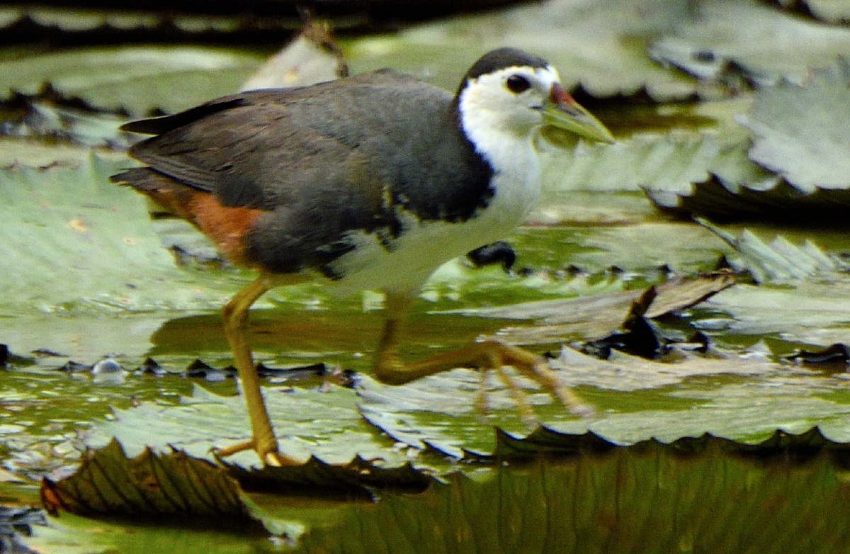 苦恶鸟(俗名白面鸡)