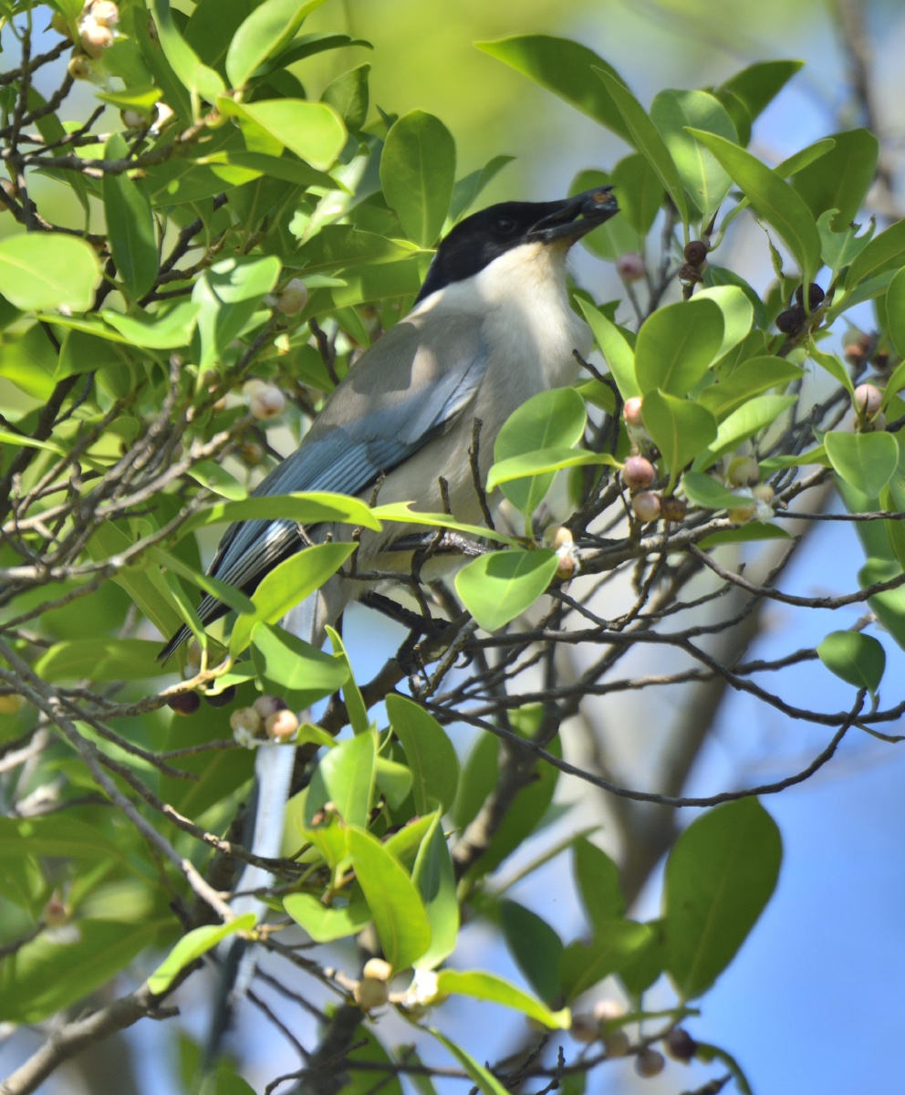 海南灰喜鹊