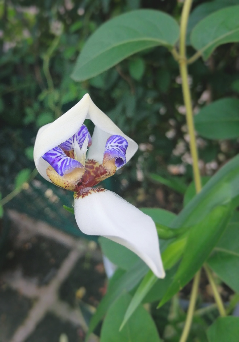 巴西鸢尾绽放的花朵素雅