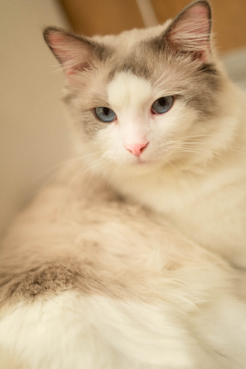 卖图晒单分享宠物表情包捕捉最萌瞬间宠物摄影圈子我和猫孩子的日常