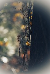 1309531