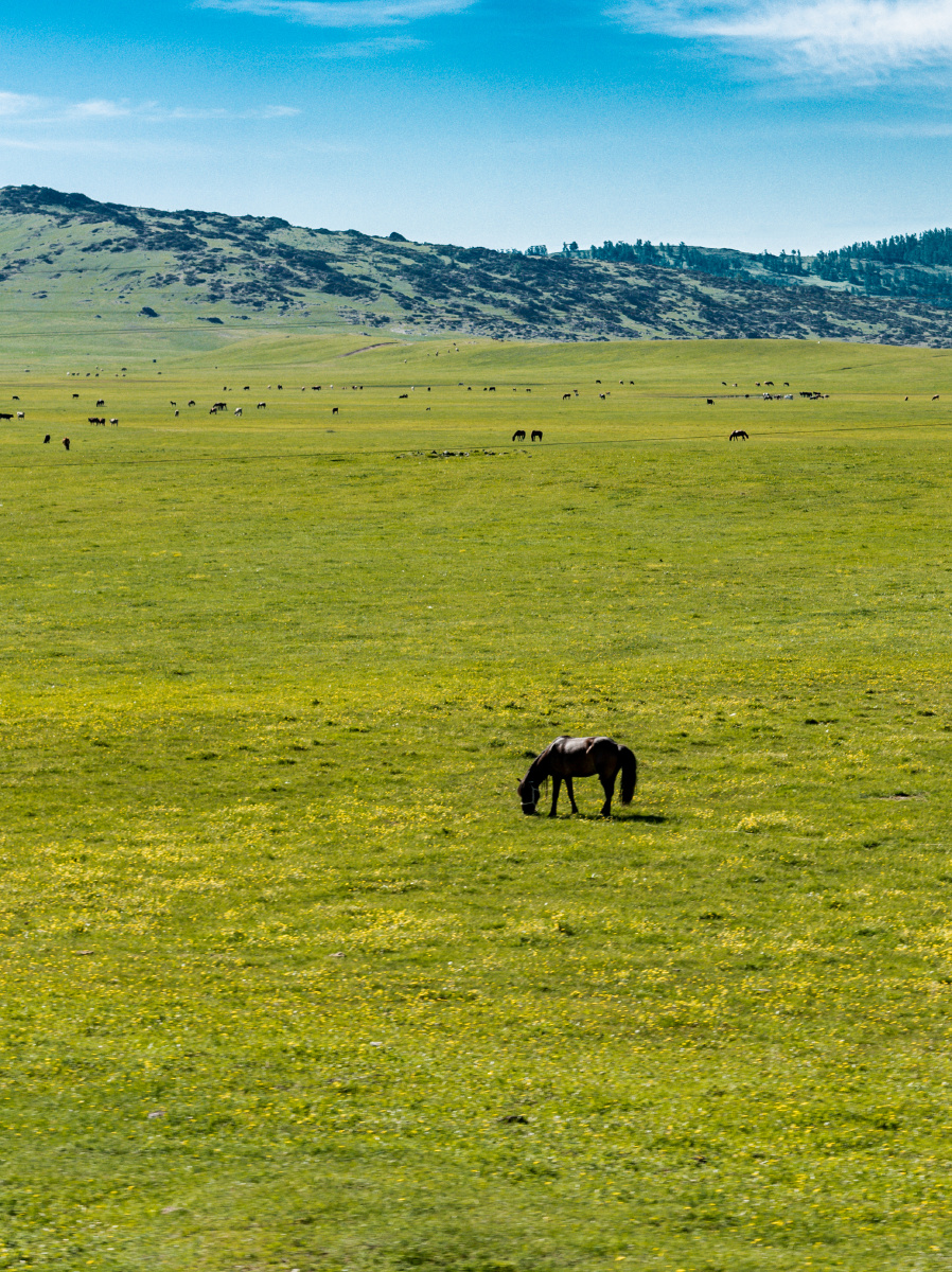 悠闲开满小花的草地上,马儿在悠闲地吃着草