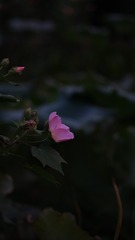 11BAD60F-A600-4C28-BA92-39AD1865E76D/L0/001