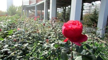 IMG_9539__