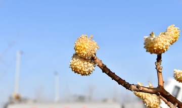 DSC_1652_