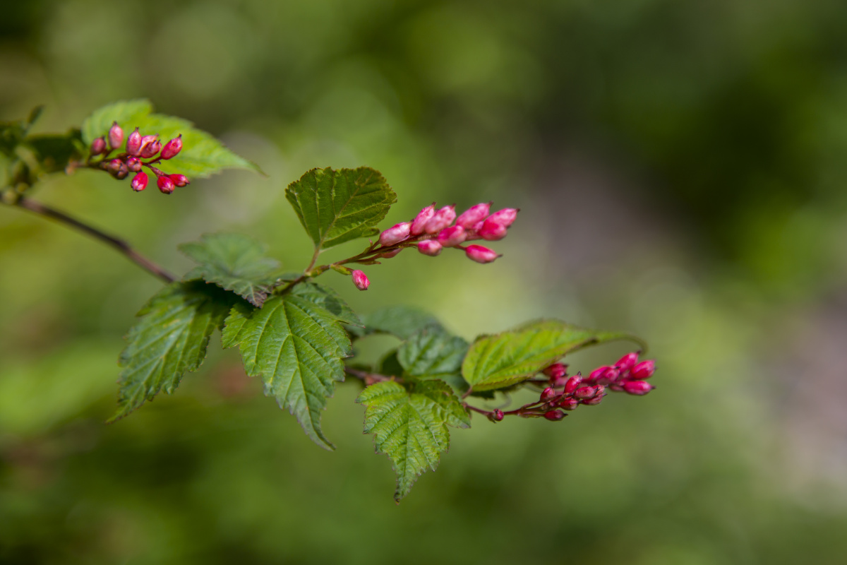 秦岭植物百科系列中华绣线梅