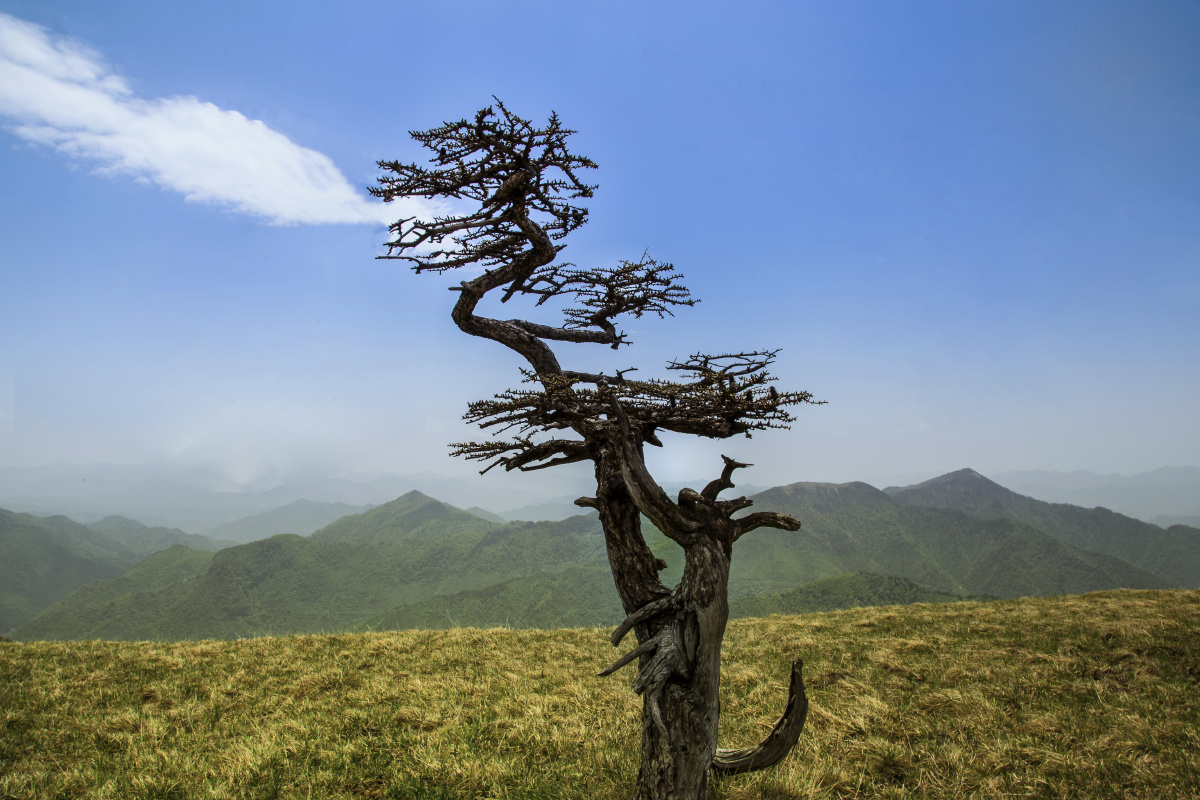 秦岭南梁喷水龙头树