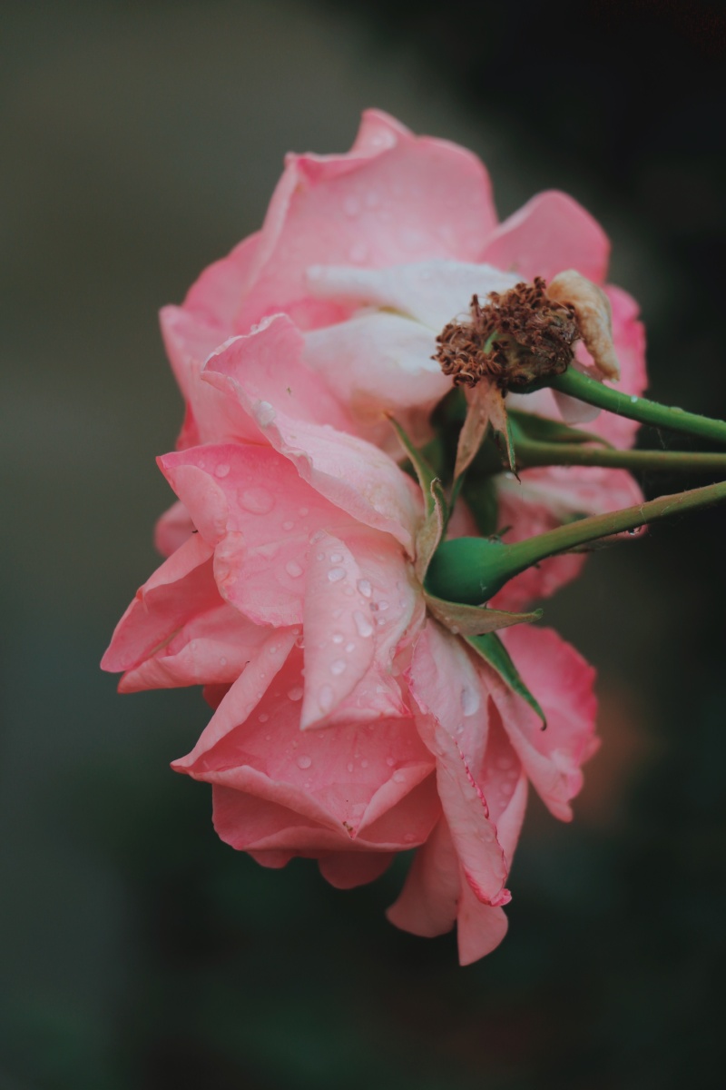 被下雨淋湿了的月季花