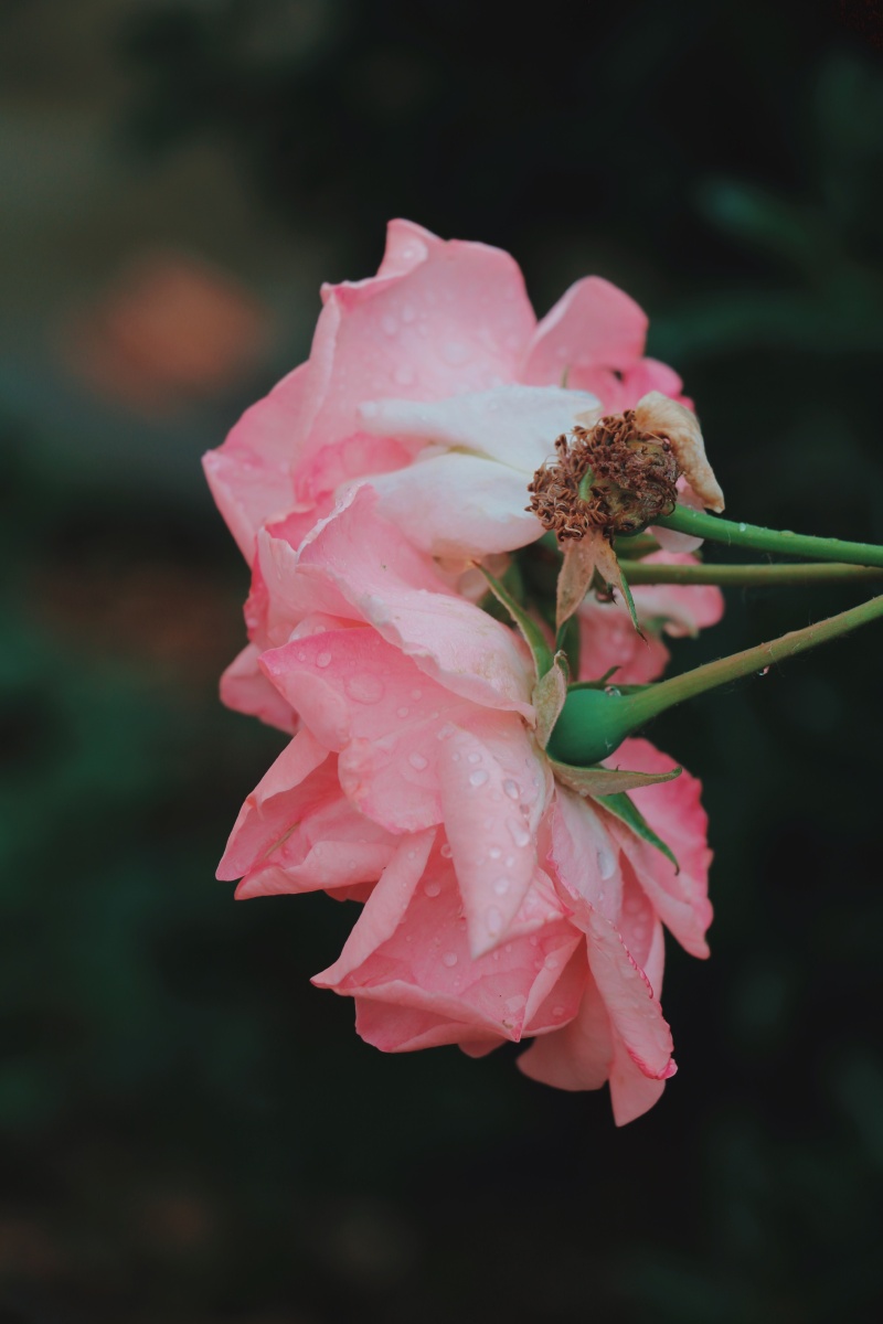 被下雨淋湿了的月季花