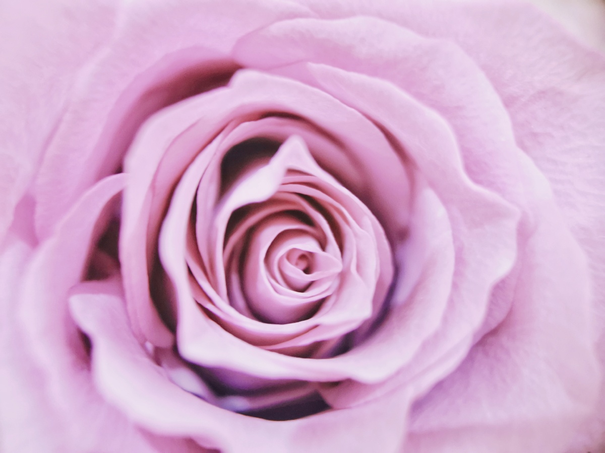 69100植物主题拍摄打卡继续拍花花的一天微距下的花瓣好像柔软的丝绸