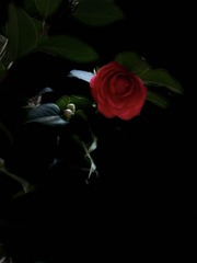 29C0A5C0-F6FD-44CB-989E-C6A4543DFB19/L0/001
