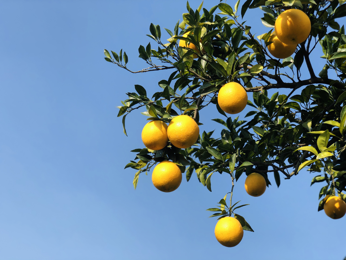 江南有丹橘经冬犹绿林岂伊地气暖自有岁寒心