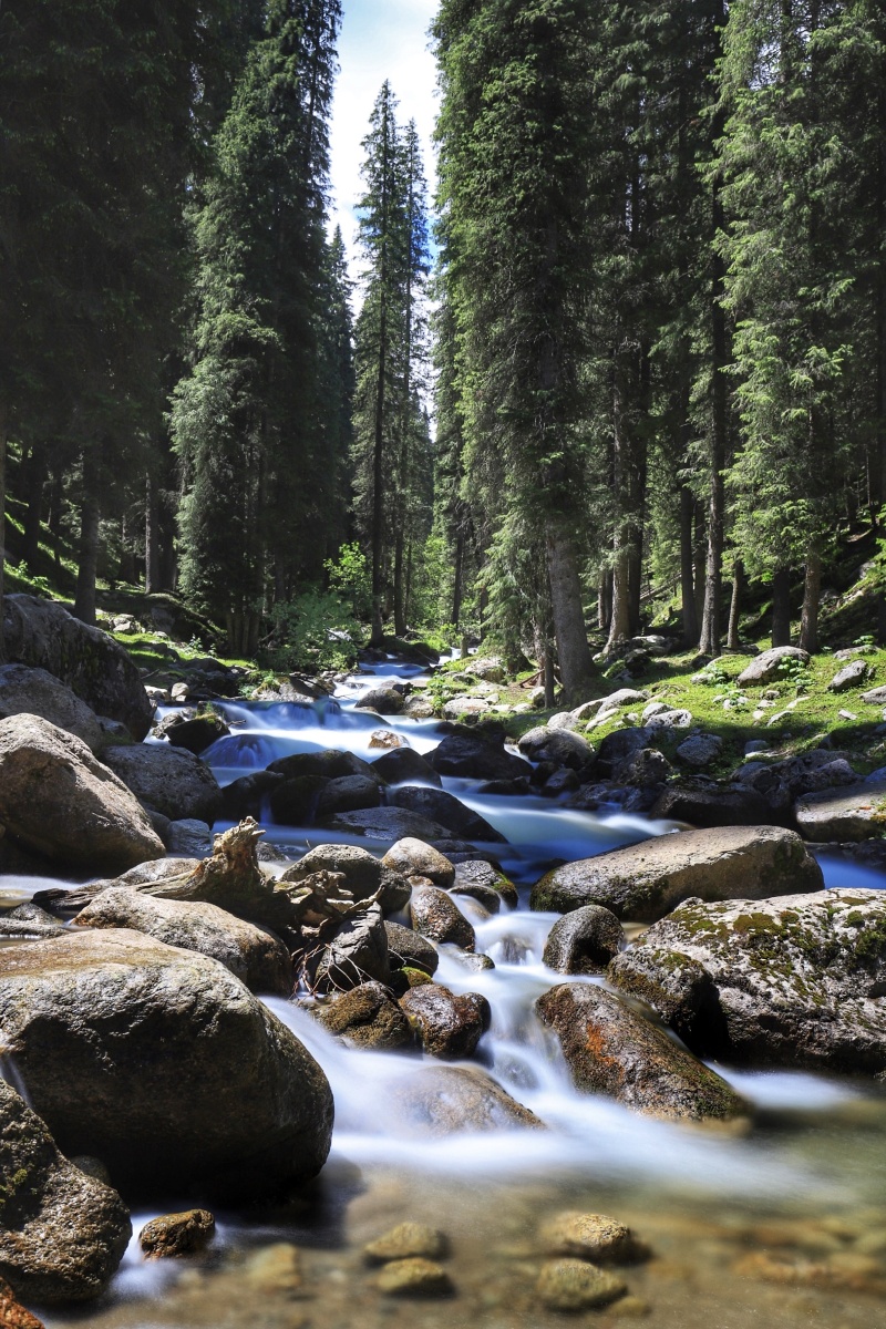山中的原始森林间流淌着小溪