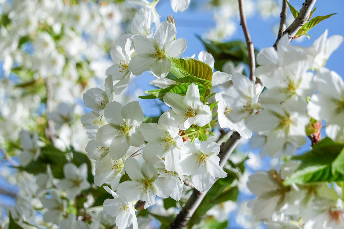 郑州人民公园盛开的纯白色梨花,晴朗蓝天下的唯美樱花