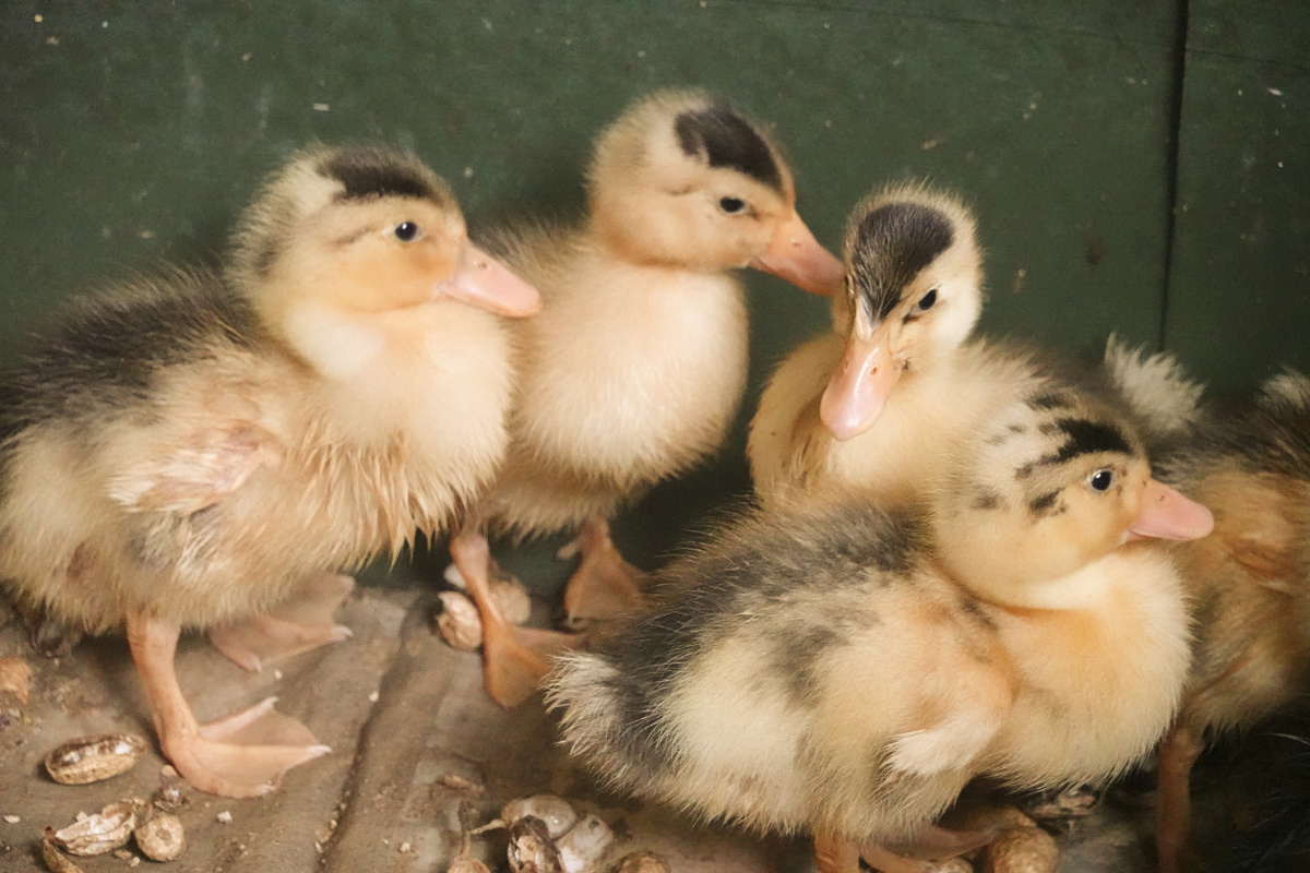 出生不久的毛茸茸的小鸭子