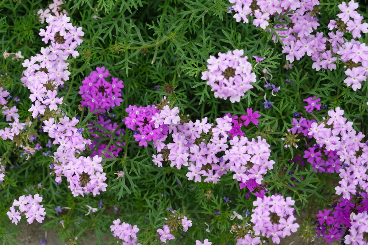 粉紫色的美女樱花丛铺地锦