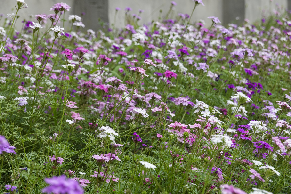 粉紫色的美女樱花丛铺地锦
