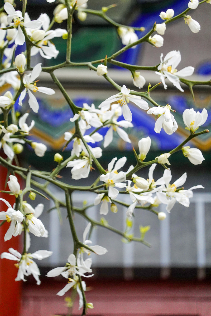 洛阳白马寺古建筑枳花 - 颜小梧 - 图虫