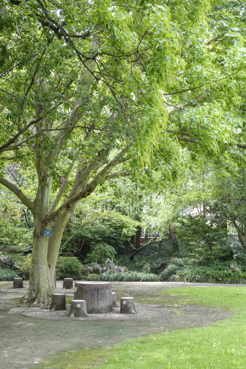 复旦大学燕园大树下的木头座椅