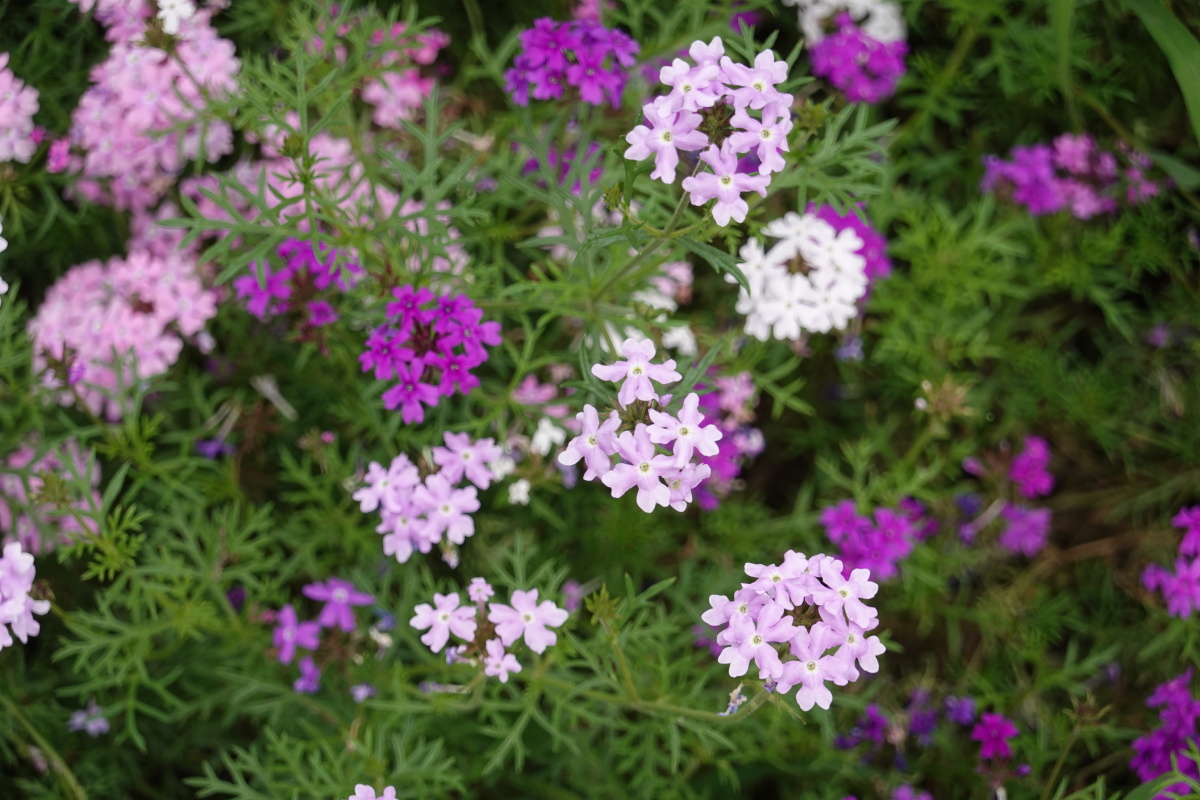 粉紫色的美女樱花丛铺地锦