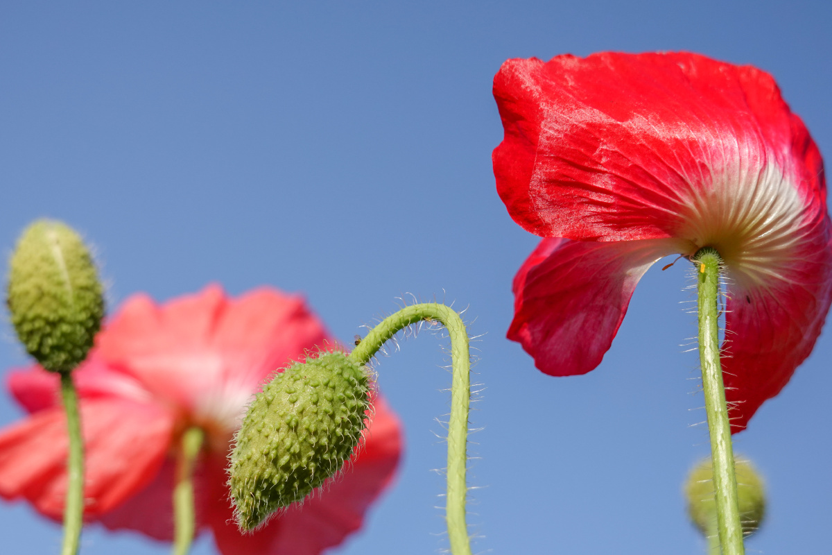 蓝天下盛开的虞美人仰拍